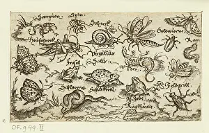 Solis: Insects, reptiles, snails, and fish on minimal ground