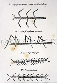 Generate: INSECTS/SPONTANEOUS