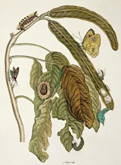 Essay: Insects of Surinam