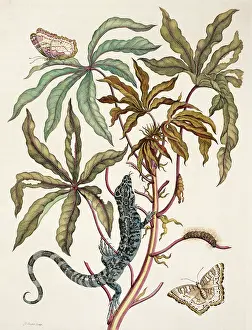 Essay: Insects of Surinam