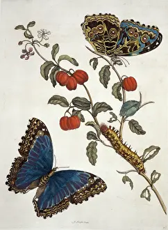 Essay: Insects of Surinam