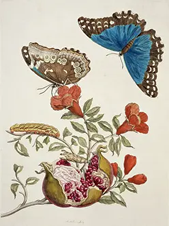 Essay: Insects of Surinam