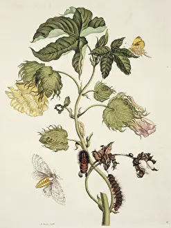 Essay: Insects of Surinam