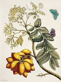 Essay: Insects of Surinam