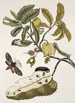 Essay: Insects of Surinam