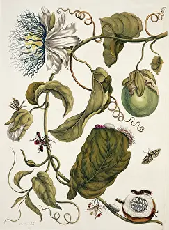 Essay: Insects of Surinam