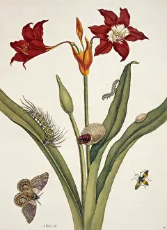 Essay: Insects of Surinam