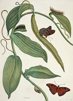 Essay: Insects of Surinam