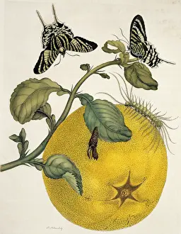 Essay: Insects of Surinam