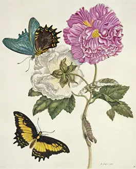 Essay: Insects of Surinam