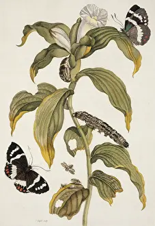 Tabacum: Insects of Surinam
