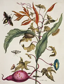 Essay: Insects of Surinam