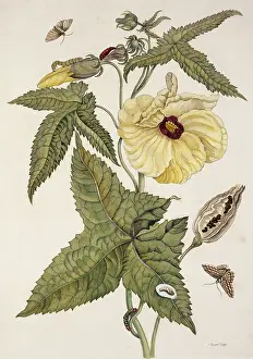 Essay: Insects of Surinam