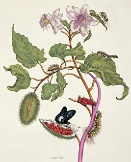 Essay: Insects of Surinam