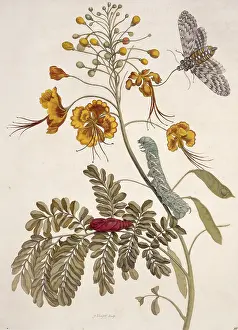 Essay: Insects of Surinam
