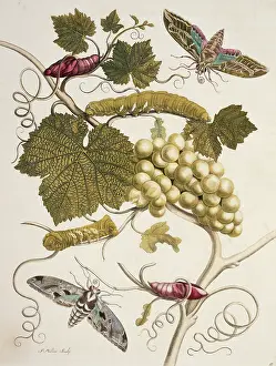 Vitis: Insects of Surinam