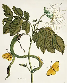 Guiana: Insects of Surinam