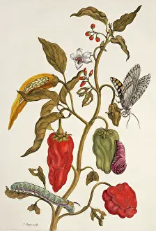 Pepper: Insects of Surinam