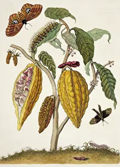 Metamorphosis: Insects of Surinam