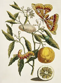 Metamorphosis: Insects of Surinam