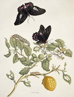 Metamorphosis: Insects of Surinam
