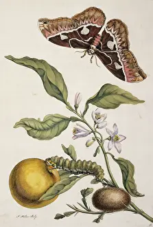 Metamorphosis: Insects of Surinam