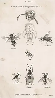 Wasps: INSECTS/WASP