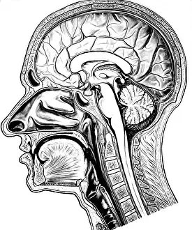 Cavity: Inside the Human Head