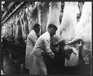 Abattoir: INSPECTING CARCASSES