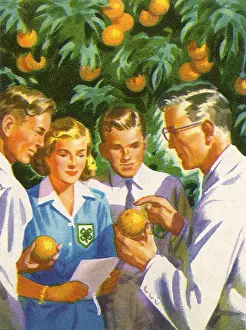 Picked: Inspecting Oranges