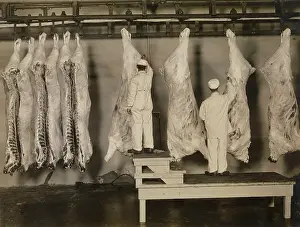 Inspecting: Inspection of animal carcasses, 1910