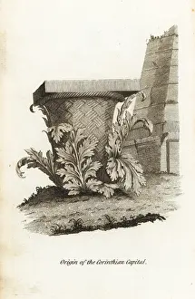 Fronds: The inspiration for Callimachus Corinthian capital