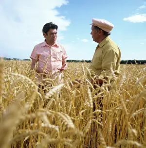 Wheat: Institute of Cytology and Genetics of Soviet Academy