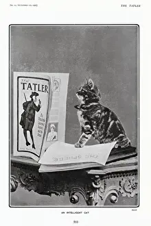 Tatler: An Intelligent Cat
