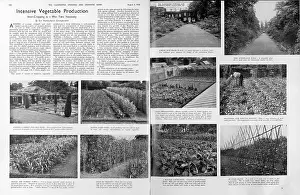 Jan20: Intensive vegetable production, 1940