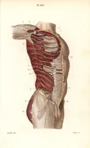 Florilegius Collection: Intercostal nerves