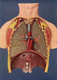 Lungs: Interior of Human Chest