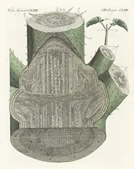 F. Gotz: Interior structure of the broad bean, Vicia faba
