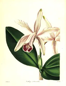 Nevitt: Intermediate cattleya orchid, Cattleya indermedia