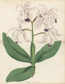 Volume 1: Intermediate cattleya orchid, Cattleya intermedia