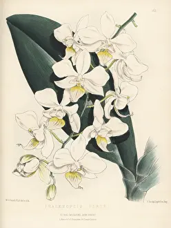 Worthington George Smith: Intermediate phalaenopsis, Phalaenopsis E' intermedia