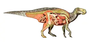 Stomach: Internal anatomy of an Iguanodon dinosaur