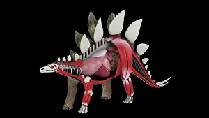 Muscular: Internal anatomy of a Stegosaurus dinosaur