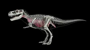 Bones: Internal anatomy of T-rex with skeletal structure