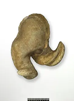 Phanerozoic: Internal cast of Epidiceras speciosum bivalve