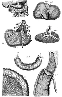 Kulm: INTERNAL ORGANS 18TH C