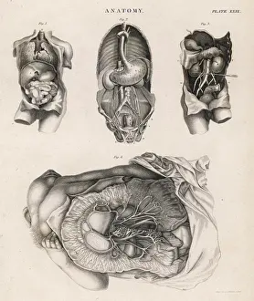 Diagrams: INTERNAL ORGANS/DIAGRAMS