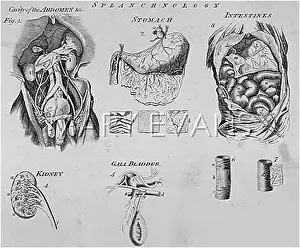 Intestines: INTERNAL ORGANS/DIAGRAMS