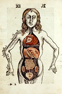 Gregor: Internal organs of the human body. From Gregor