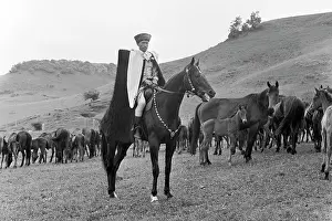 Auction: International Auction of Horses
